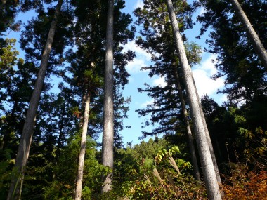 山林ツアーと節論議・前篇　《山林》