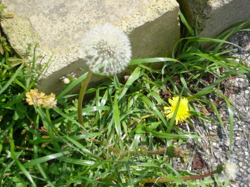 自然素材とシックハウス・前　《山林》