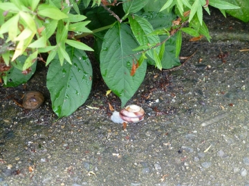 梅雨の合間の屋根仕舞