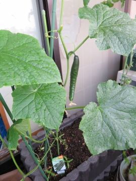 なんとお粗末な収穫