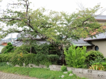 桜が喜んだはる