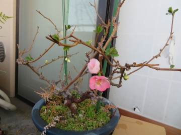 破れ障子はさておいて