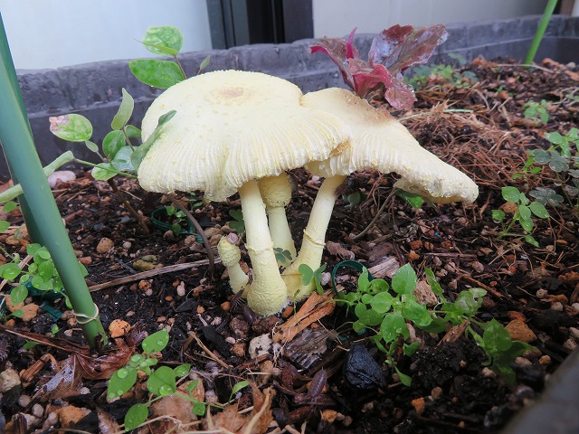 毒キノコが立証するもの