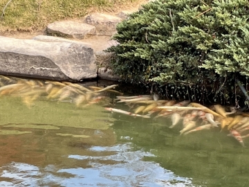 本年もどうぞよろしく