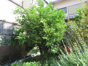 二宮金次郎やぶ蚊に刺される