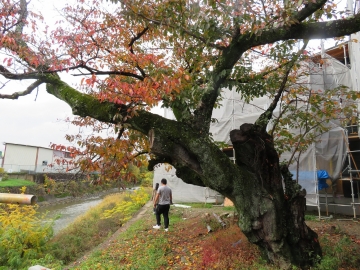 早よバラして、見たい顔がある