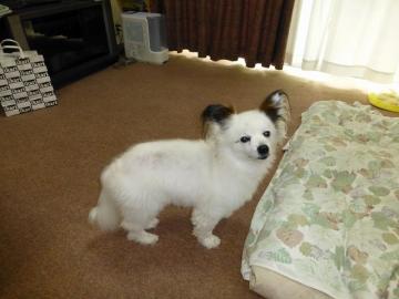 主役はプーちゃん