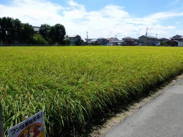 ルパン・ルパ～ン