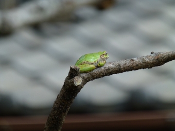 やっぱり出た、災害につけ込む商法