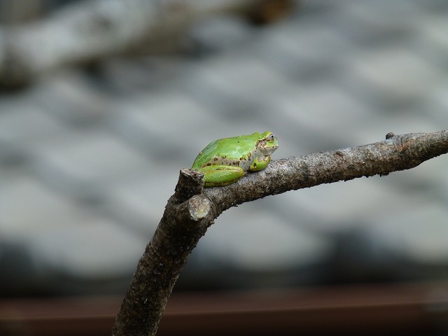 引き継がれるDNA