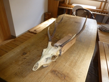 鹿のしゃれこうべ