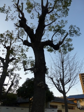 公園の樹の使い道