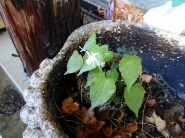 サギ草のはな？