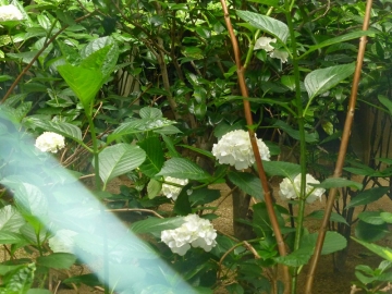 くやしいです！　親切が仇