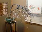 お見事！しだれ桜の盆栽