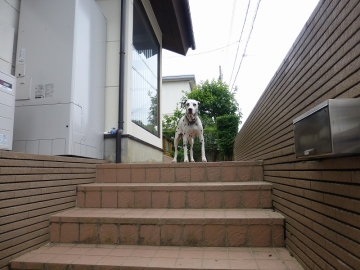 シャイな甲斐犬