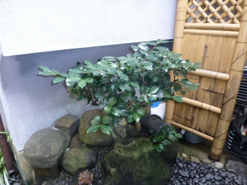 この家が大好きなんです