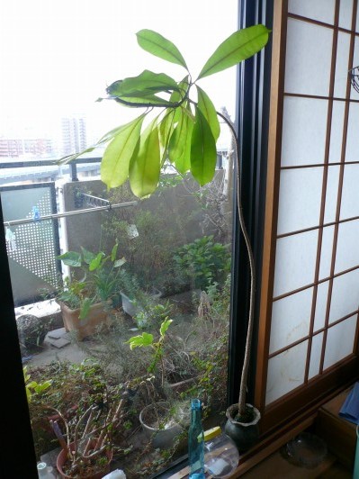 がんばれ金魚鉢