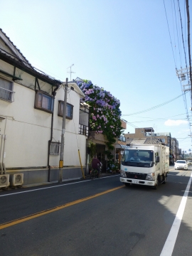 アジサイのてんこ盛り