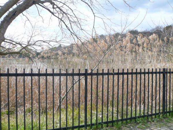 服部緑地で取材です