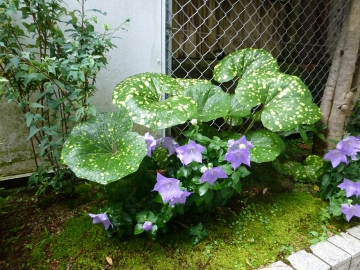 モケイでより鮮明に