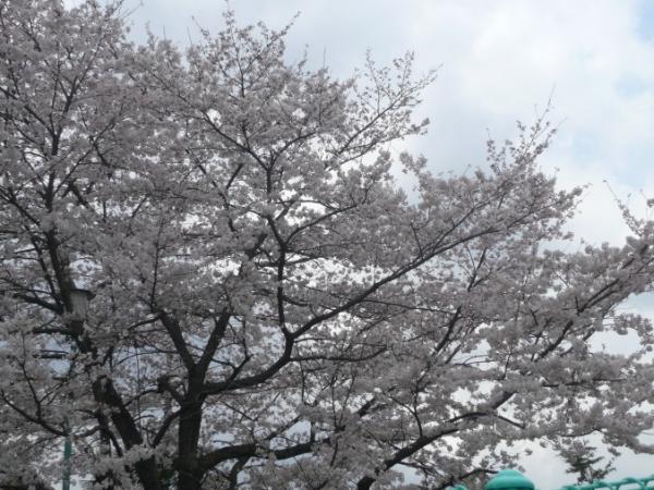 花よりマクロビオテックランチ