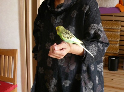 インコと一緒・マンションに棲む