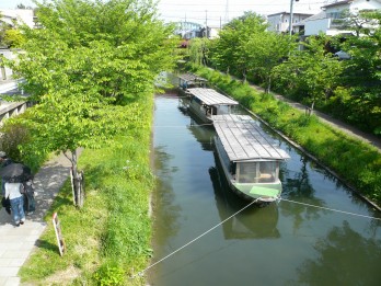 無花粉スギ「はるよこい」