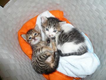 ４日は高知・れいほくスケルトンツアーです