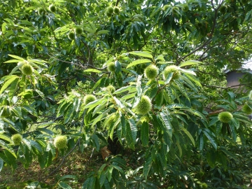 柱が真直ぐやのうても