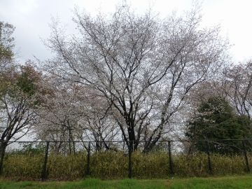 やっぱり門塀も木で創ってください