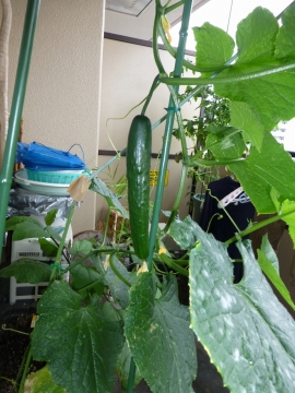 チョロ菜園・初収穫