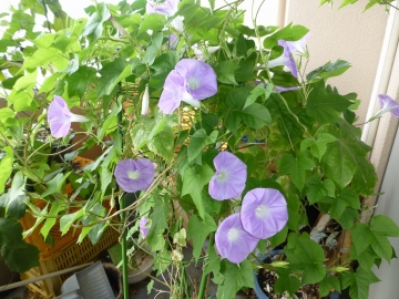 ビギナーズラック的　入札