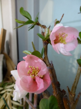 離れた実家の管理は大変です