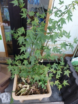 溜め息の追い打ちセレナーデ