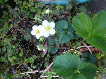 ヤギ道と梅雨時の気配り
