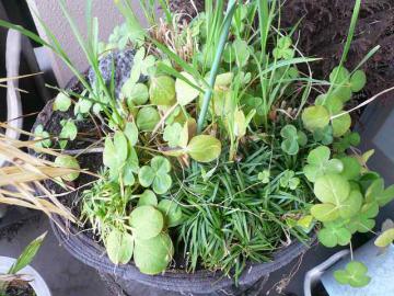 平屋に暮らしたい