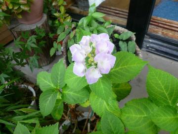 小あじさい咲いた