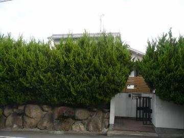 生垣に埋もれてる・解体工事