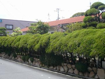 ２年目のさくら咲く