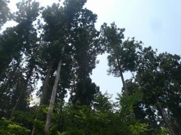 板材の乾燥は何℃で・・・・・・？