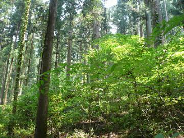 オール国産材の家・オープンハウス