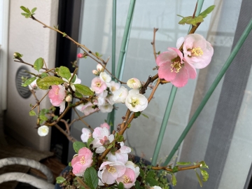 神戸のリフォーム・アレクセイに出会った