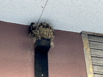 つばめの里帰り出産